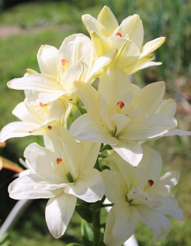 Лилия Аннемарис Дрим